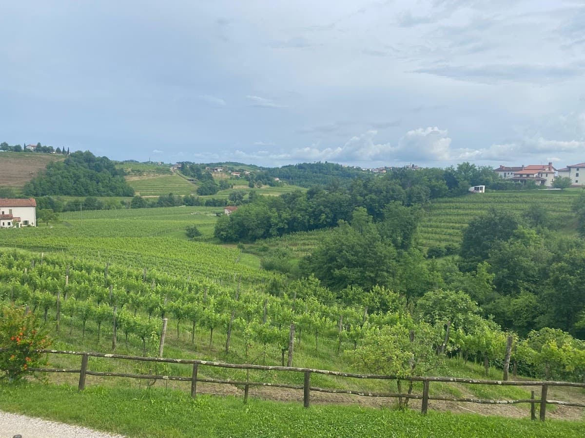 Lush green vineyard landscape with rolling hills, trees, and scattered houses under a cloudy sky.
