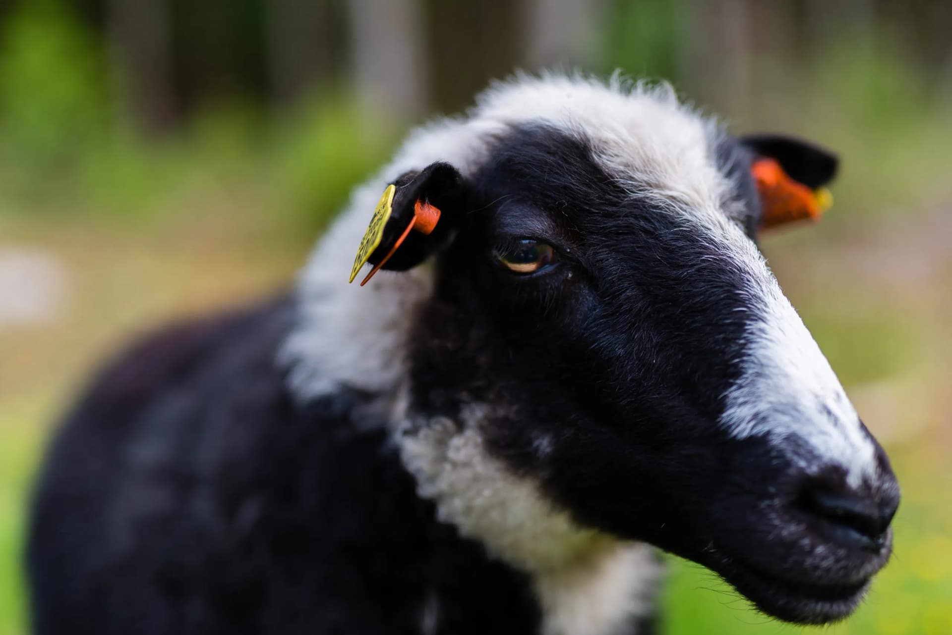 A black and white cheep at a farm