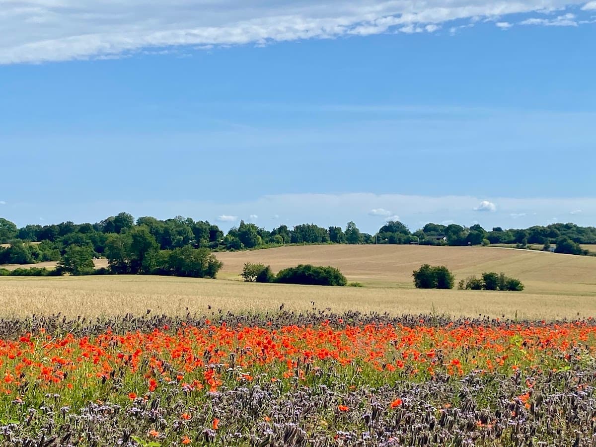 Red poppies and wildflowers blooming in a field with rolling hills and a blue sky