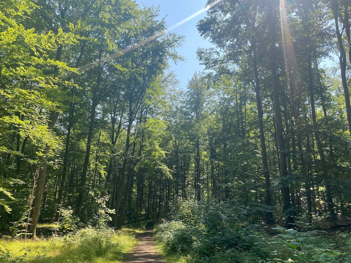 Sunlight filtering through tall trees along a forest path